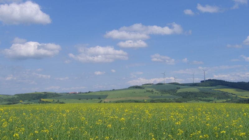 Rapsfeld